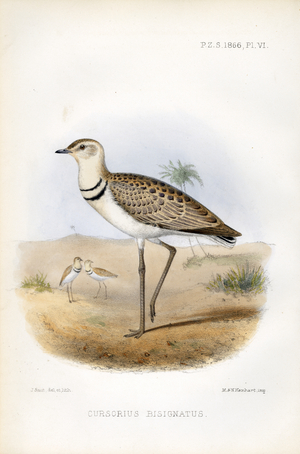 Double-banded Courser (print)