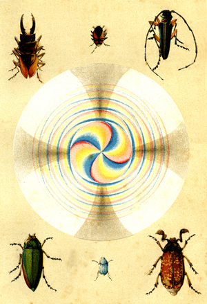 Bright phenomenes, Staining with 2 quartz blades,  Insect coloring,  Artwork
from " Popular physics " by Emile Desbeaux,  1891