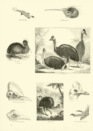 Page from The Pictorial Museum of Animated Nature (engraving)