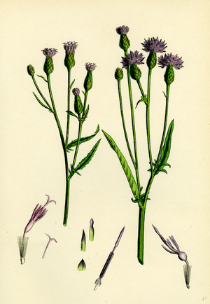 Serratula Tinctoria Common Saw-Wort