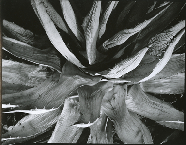 Century Plant, c. 1960 (silver gelatin print)