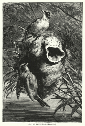 Nest of Penduline Titmouse (engraving)
