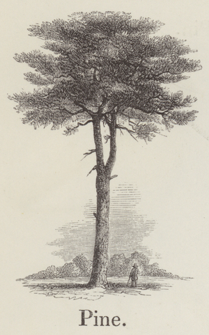 Pine (engraving)
