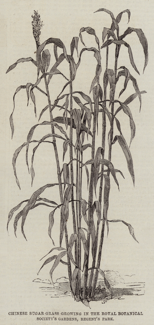 Chinese Sugar Grass growing in the Royal Botanical Society's Gardens, Regent's Park (engraving)