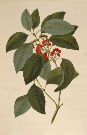 Coprosma australis