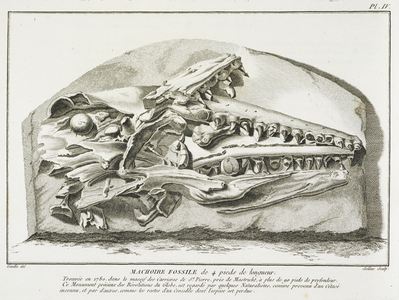 'Machoire fossile'. A skull of an ancient species of crocodile found in 1780 near Maestricht.