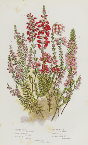 The Flowering Plants of Great Britain, c.1880 (litho)