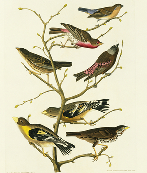 Molothrus ater, Passerella iliaca, Carpodacus mexicanus, Passerina amoena, Plate 424 from John James Audubon's Birds of America, original double elephant folio, 1827-30 (hand-coloured aquatint)