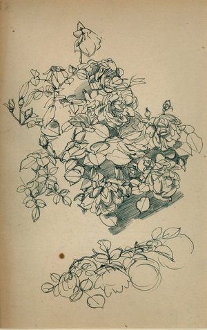 Roses (pen & ink on paper)