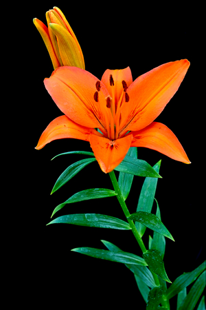 Japanese lily  Orange Ton