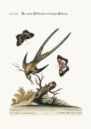The long-tailed green Hummingbird, 1749-73 (coloured engraving)