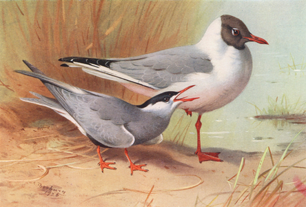 Whiskered Tern, Black-Headed Gull (summer) (colour litho)