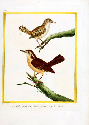 Wrens from Louisiana and Buenos Aires (print)