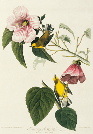 Vermivora pinus, blue-winged warbler, Plate 20 from John James Audubon's Birds of America, original double elephant folio, 1827-30 (hand-coloured aquatint)