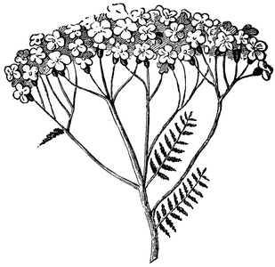 Yarrow