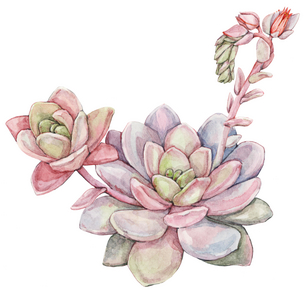 Succulent Echeveria laui, 2021 (watercolor on paper)