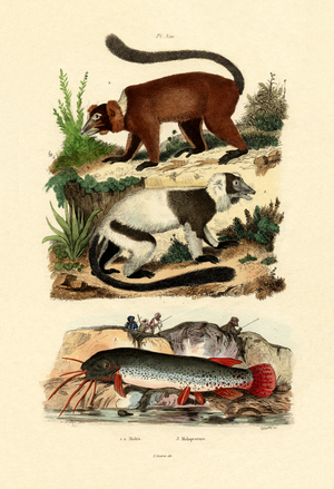 Ring-tailed Lemurs, 1833-39 (coloured engraving)