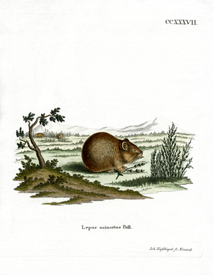 Steppe Pika (coloured engraving)