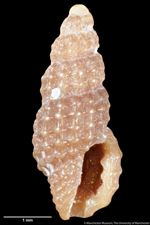 Clathurella cnephaea, 1896 (shell)