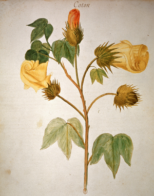 Cotton, 1686 (engraving)
