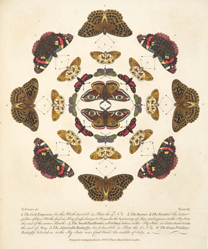 Plate VII,  from A Rare Depiction of Butterflies and Moths, pub. 1764 (hand coloured engraving)
