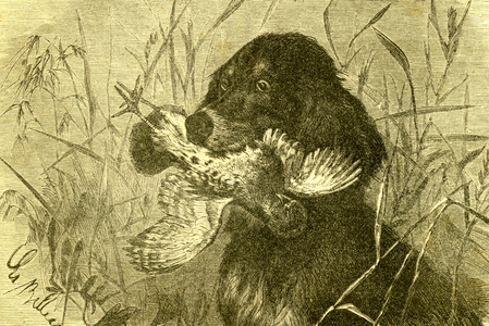 Dog Bird Hunt 1891 Austria