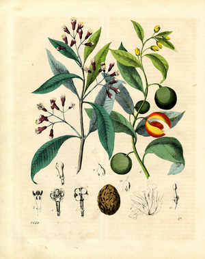 Clove (Syzygium aromaticum) and its Flower and Fruit Development (hand-coloured litho)