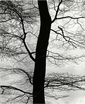 Tree and Sky, Europe, 1971 (silver gelatin print)