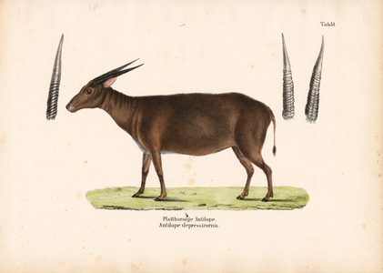 Flat-horned Antelope, 1848 (lithography)