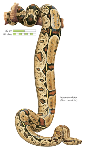 Boa constrictor