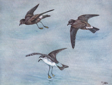 Wilsons Petrel, Harcourt or Madeiran Petrel, White faced or Frigate Petrel (litho)