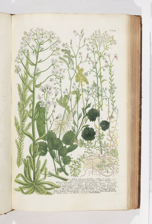 Sedum, 1737 (engraving)