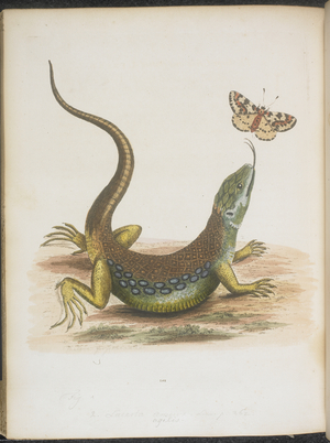 The large green and spotted lizard. A butterfly