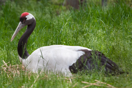 Red crowned crane in Koraku-en Garden, Okayama, Japan (photo)