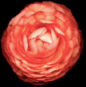 Tuberous Begonia (photo)