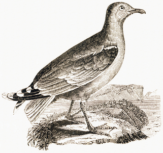 The grey-mantled gull, 1892 (engraving)