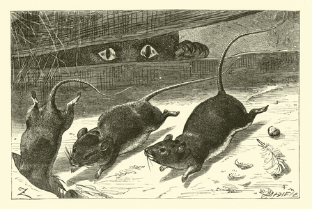 Three little mice (engraving)