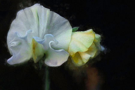 Autumn Sweatpea II, 2018, (manipulated photography)