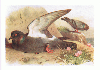 Rock Dove, from Birds of the British Isles and Their Eggs published by Frederick Warne & Co Ltd, 1958 (colour litho)