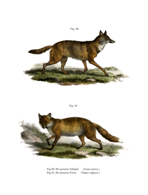Golden Jackal, 1860 (colour litho)