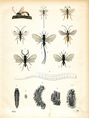 Various Ichneumon Wasps and Their Developmental Stages (hand-coloured litho)