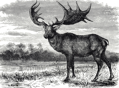 An Irish Elk