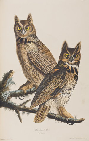 Illustration from 'Birds of America', 1827-38 (hand-coloured engraving & aquatint)