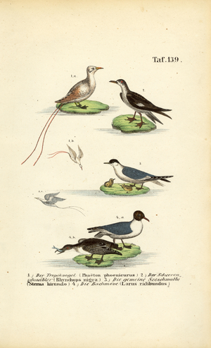 Tropical Seabirds: Tropicbird, Skimmer, Tern and Black-headed Gull, 1850 (lithography)
