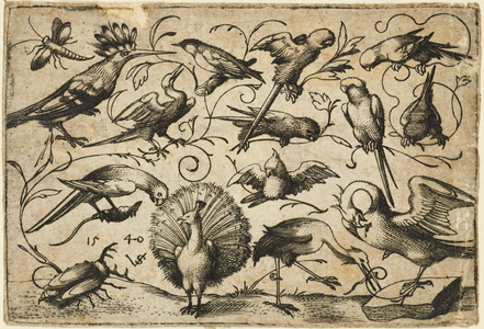 Ten birds on small foliage tendrils with a stork tying a tendril around a pelicans leg, a peacock, and a large beetle in the foreground, from Douce Ornament Prints Album I, 1540 (engraving on laid paper)