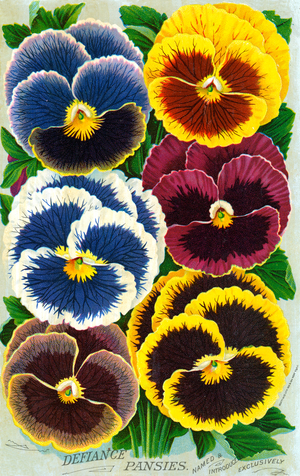 Victorian Pansy Blossoms, 1897 (chromolithograph)
