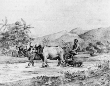 Indonesia: an early 19th-century pencil sketch of a Javanese ploughman.