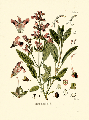 Sage (colour litho)