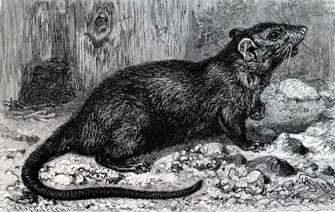Engraving depicting a black rat, also known as the ship rat, roof rat, house rat, is a common long-tailed rodent of the genus Rattus in the subfamily Murinae, 19th century