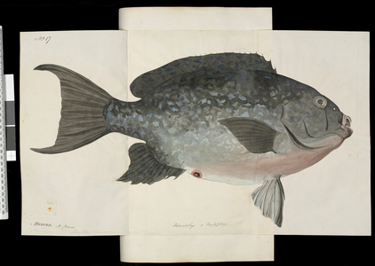 Fish illustration by Robert Neill